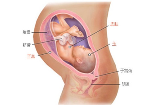 胎盘如何处置对宝宝好,胎盘怎么处置对孩子大人好