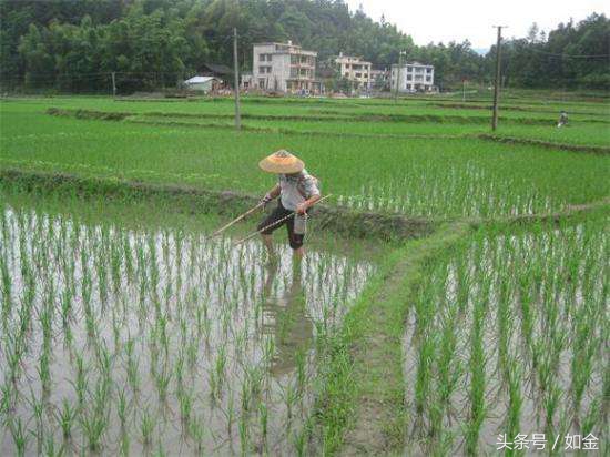 四川养泥鳅大王,中国泥鳅大王