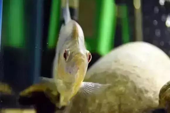 家装水景鱼缸造型全景,家居水景大号