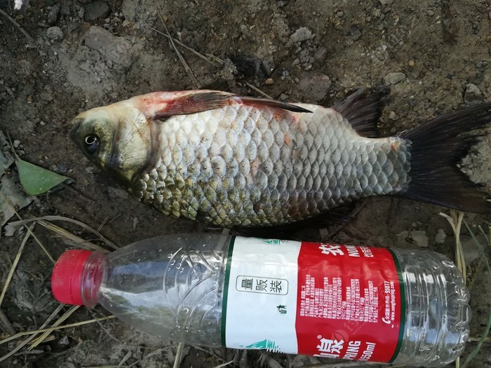 偶遇新物种，独战板鲫群