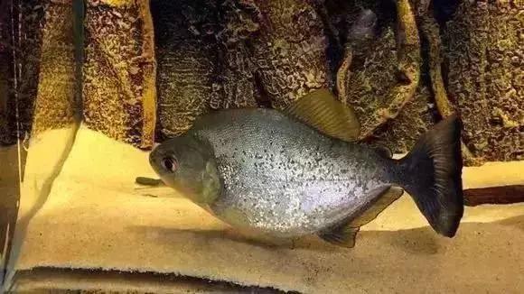 家装水景鱼缸造型全景,家居水景大号