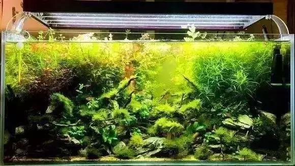 家装水景鱼缸造型全景,家居水景大号