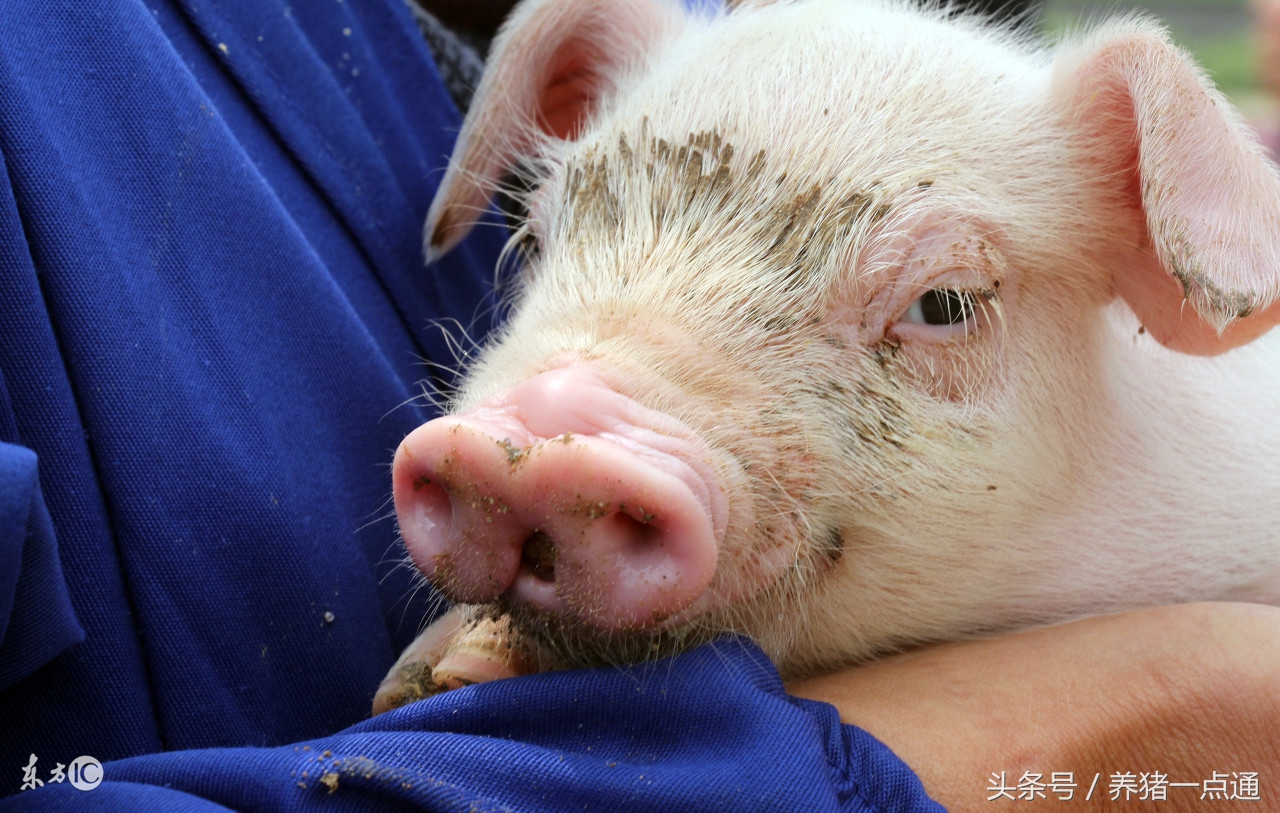 仔猪常见腹泻病解决方法,仔猪腹泻的原因及防治方法