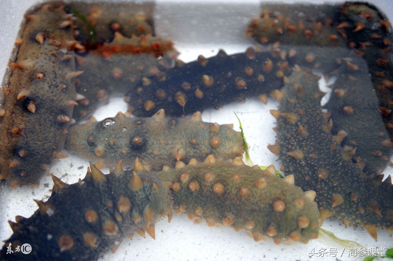 鲜活海参买回来怎么就可以吃,海参是一年四季都吃吗为什么