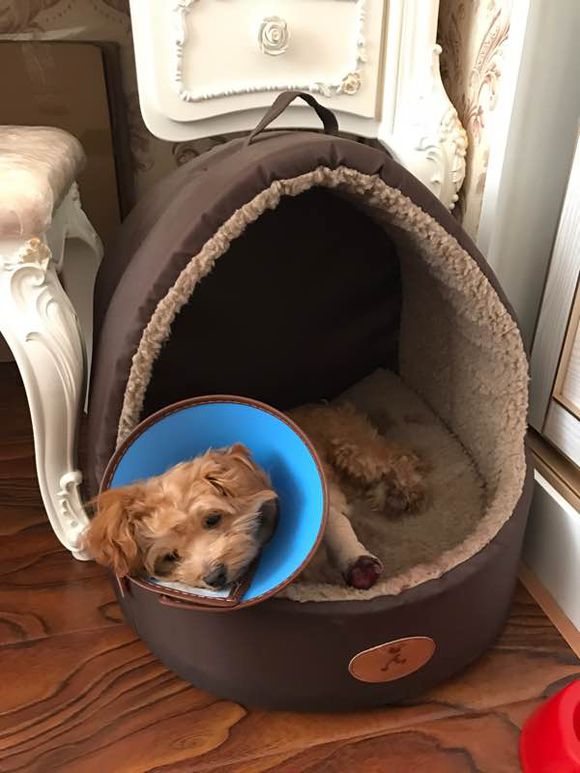 遛狗突然松开狗绳边牧把狗牵回来,遛狗遇到不牵绳的泰迪