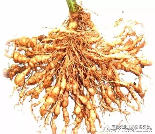 治根结线虫最好的菌剂,大姜根结线虫用什么药
