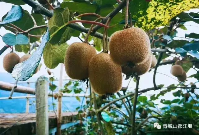 四川旅游一条很直的公路,四川唯一一条有路灯的高速公路