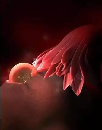 生命的由来胚胎发育全过程动画,生命发育的过程