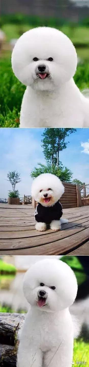 赵丽颖养的宠物,赵丽颖的狗是什么品种