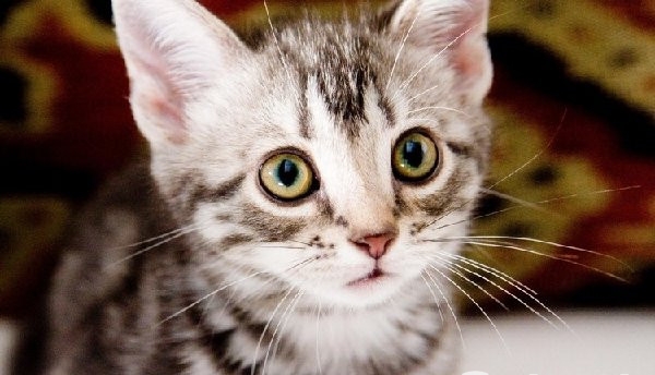 可爱猫咪动画片有哪些,十大可爱的猫咪动画片