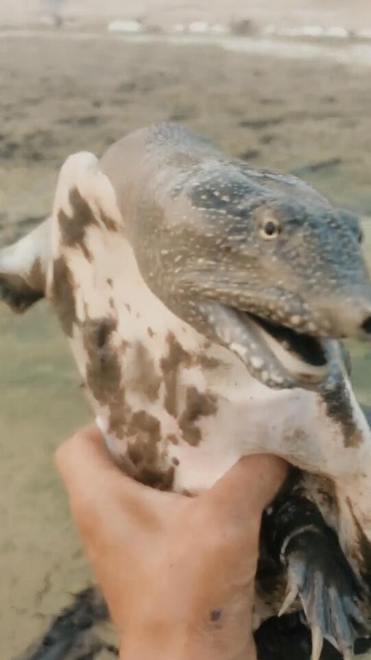 抓甲鱼视频100斤大甲鱼,甲鱼高手视频教程