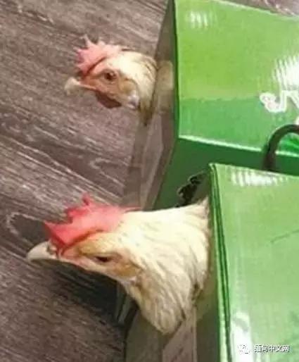 缅甸的最出名特产,缅甸最出名特产