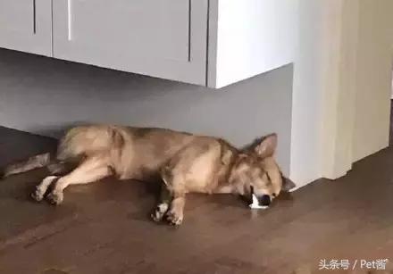 狗狗突然抽搐口吐白沫大小便失禁,小狗狗突然抽搐口吐白沫