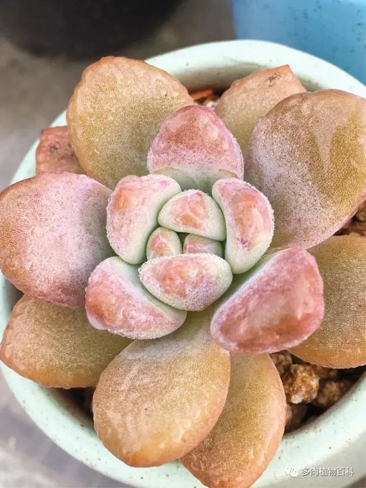 多肉吸收露水会长得更好吗,露养多肉有露水怎么办