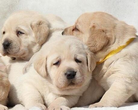 训练拉布拉多犬的注意事项,简单有效的拉布拉多犬的训练方法