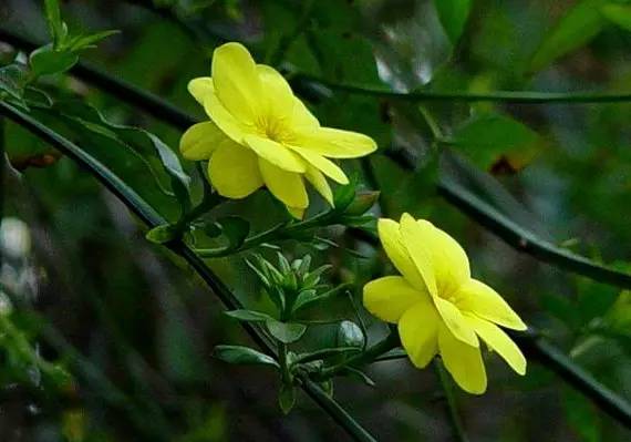 南京十大赏花胜地,南京玄武湖春季赏花攻略请收好