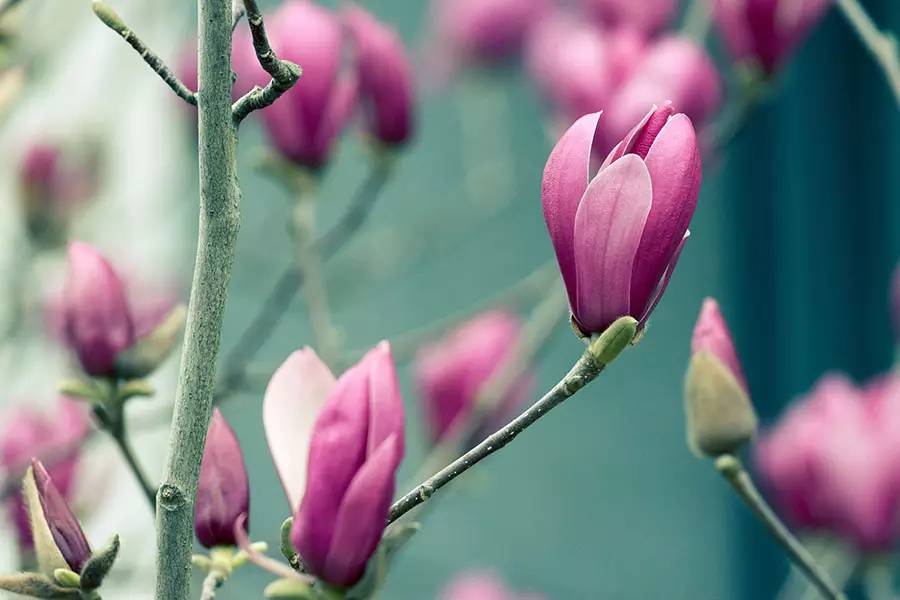 南京十大赏花胜地,南京玄武湖春季赏花攻略请收好