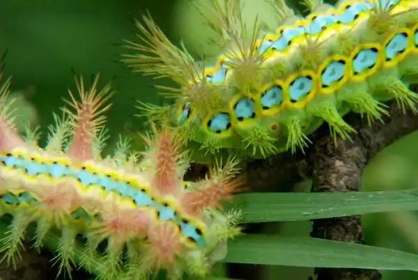 孩子们最害怕的10种虫子,家长反应孩子被虫子咬了