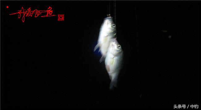 乌河湿地公园夜钓鱼,乌水边夜钓