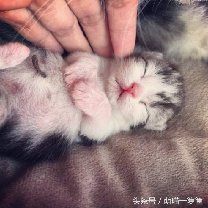 怎样才能判断出猫咪的性格,这几点决定猫咪的性格