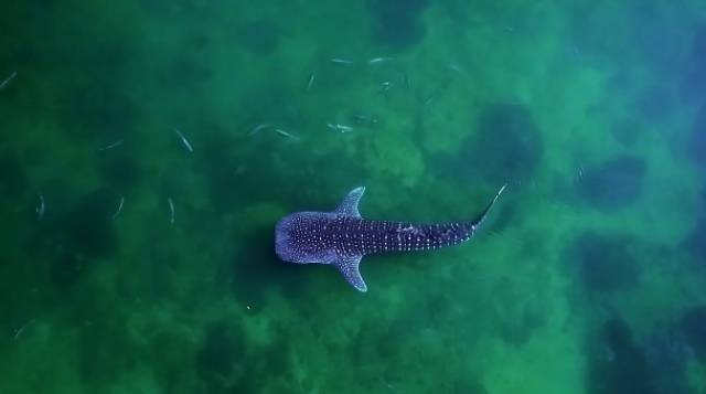 Mike秀人鱼线大长腿,还要撩鞠婧祎,这是励志版“蓝色大海”