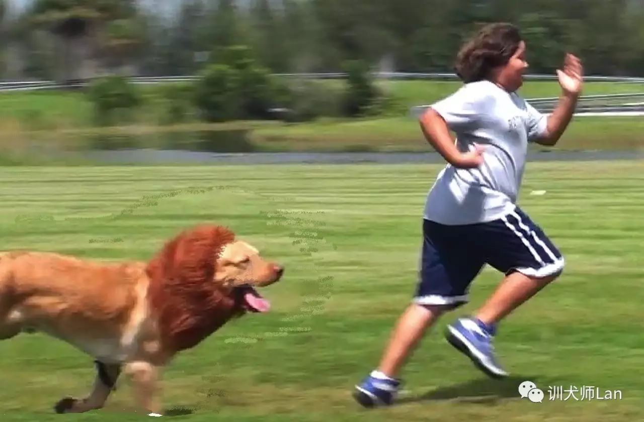 怎么训练不听话的狗狗,狗狗不听话怎么办小视频