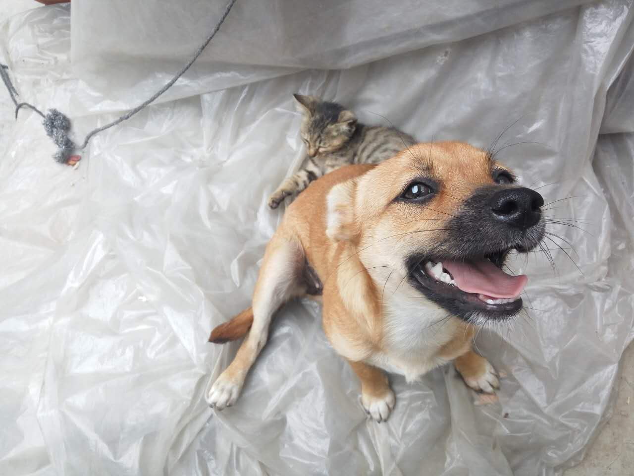 泰迪狗死时口吐白沫一直叫,泰迪被母狗拖死