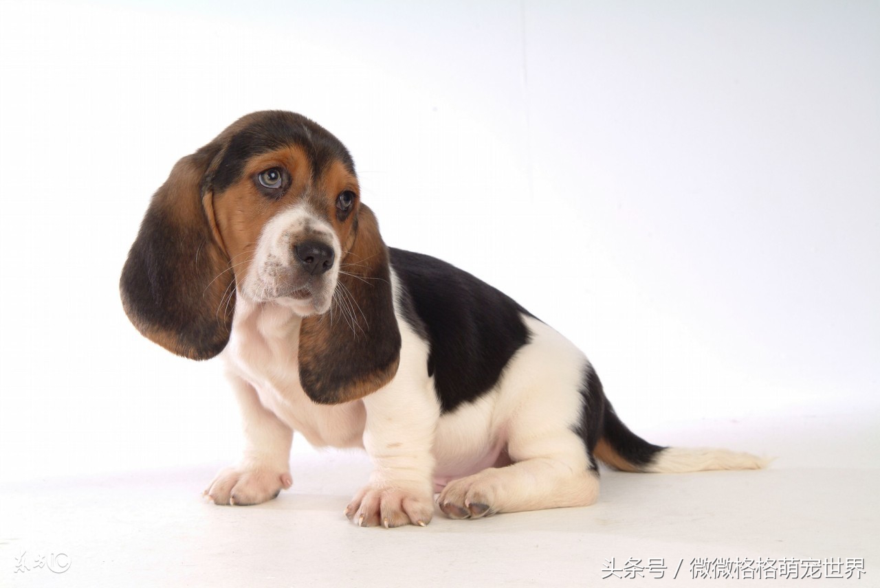 怎么在网上发布领养信息,怎么免费领养一只狗