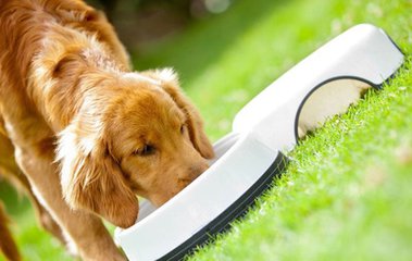 什么决定了狗狗的寿命长短,狗狗的寿命通常都在多少年