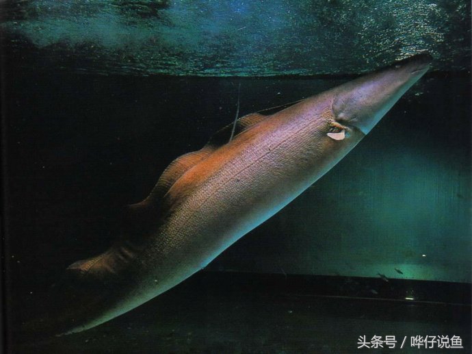 盘点鱼缸里罕见的七大怪兽，够胆你就养一条！