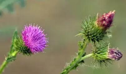 鸠歌湾，大北山怀里的“小江南”