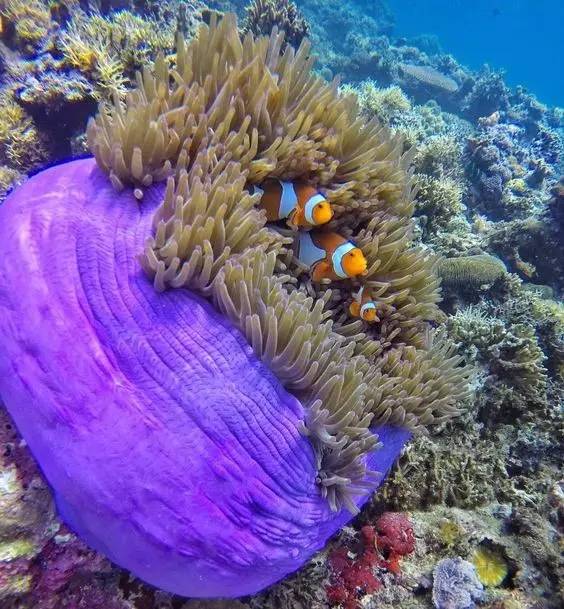 巴拉望岛好玩吗,巴拉望岛最大的岛屿