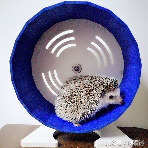 想养宠物需要做什么,想养宠物条件