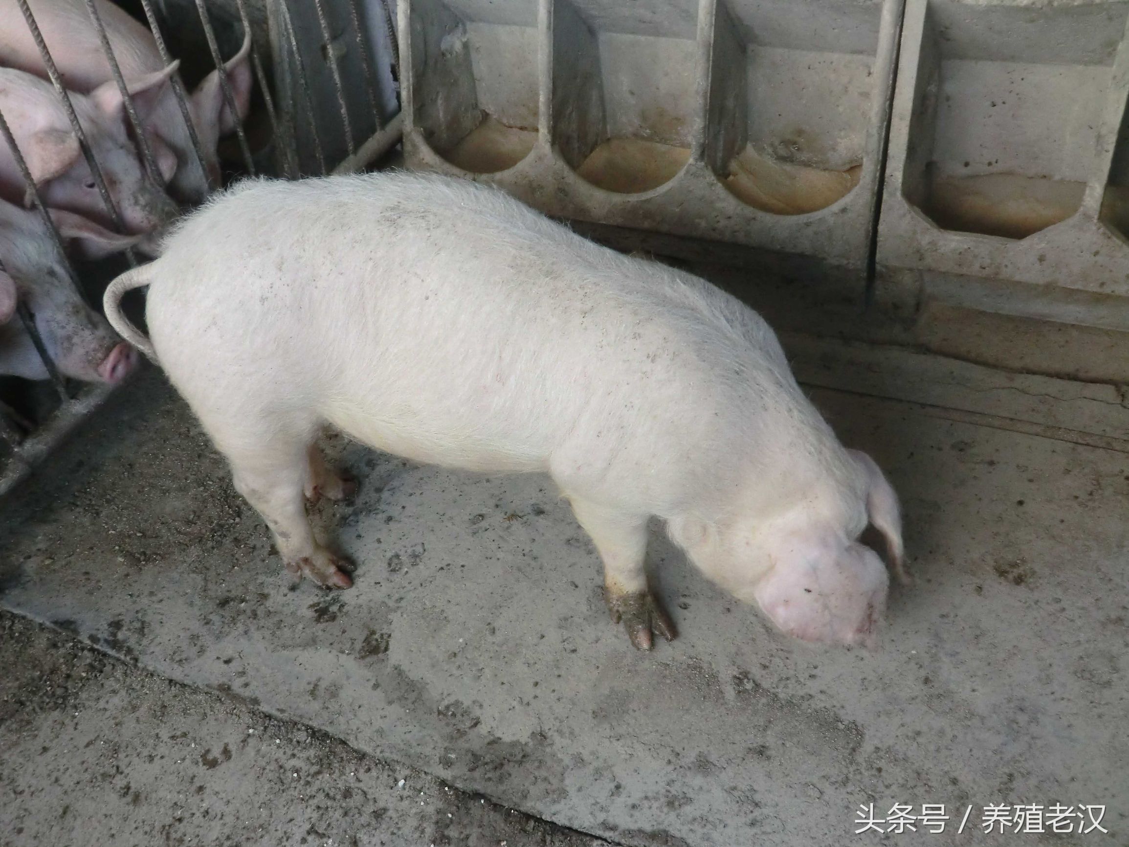 猪不吃食的原因和方法,猪38.5度不吃食是什么原因