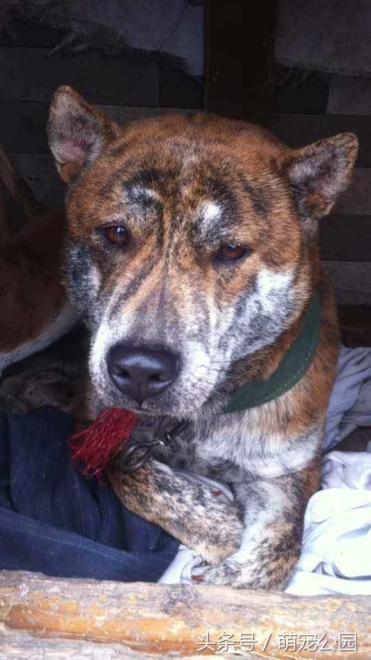 中华田园犬是秋田犬的祖先,中华田园犬日本犬历史