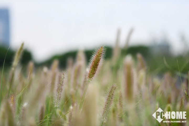 尼康d850全画幅高端相机怎么选,尼康全画幅单反d850