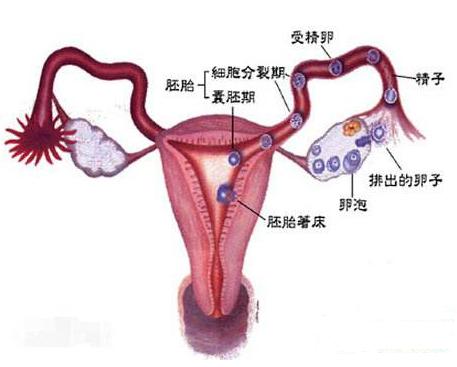 孕期科普第28集,孕期知识科普动画