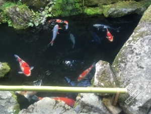 碉堡｜日本关西深度游最详细攻略！体验全日本最美的小渔村，吃嗨