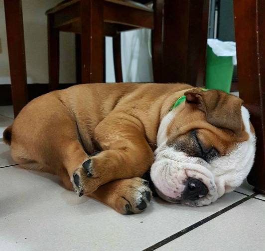 英斗受到惊吓一直哈气,英斗吃饭太兴奋