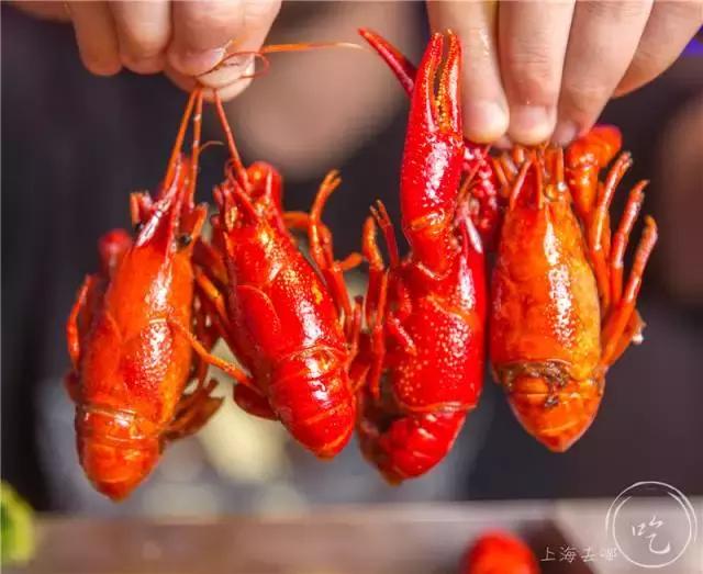 超大爆膏濑尿虾,巨型爆膏濑尿虾