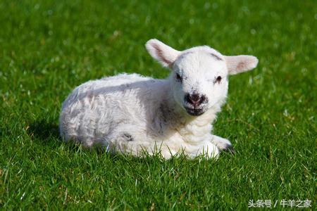 羔羊常见病防治,羔羊常见的传染病预防