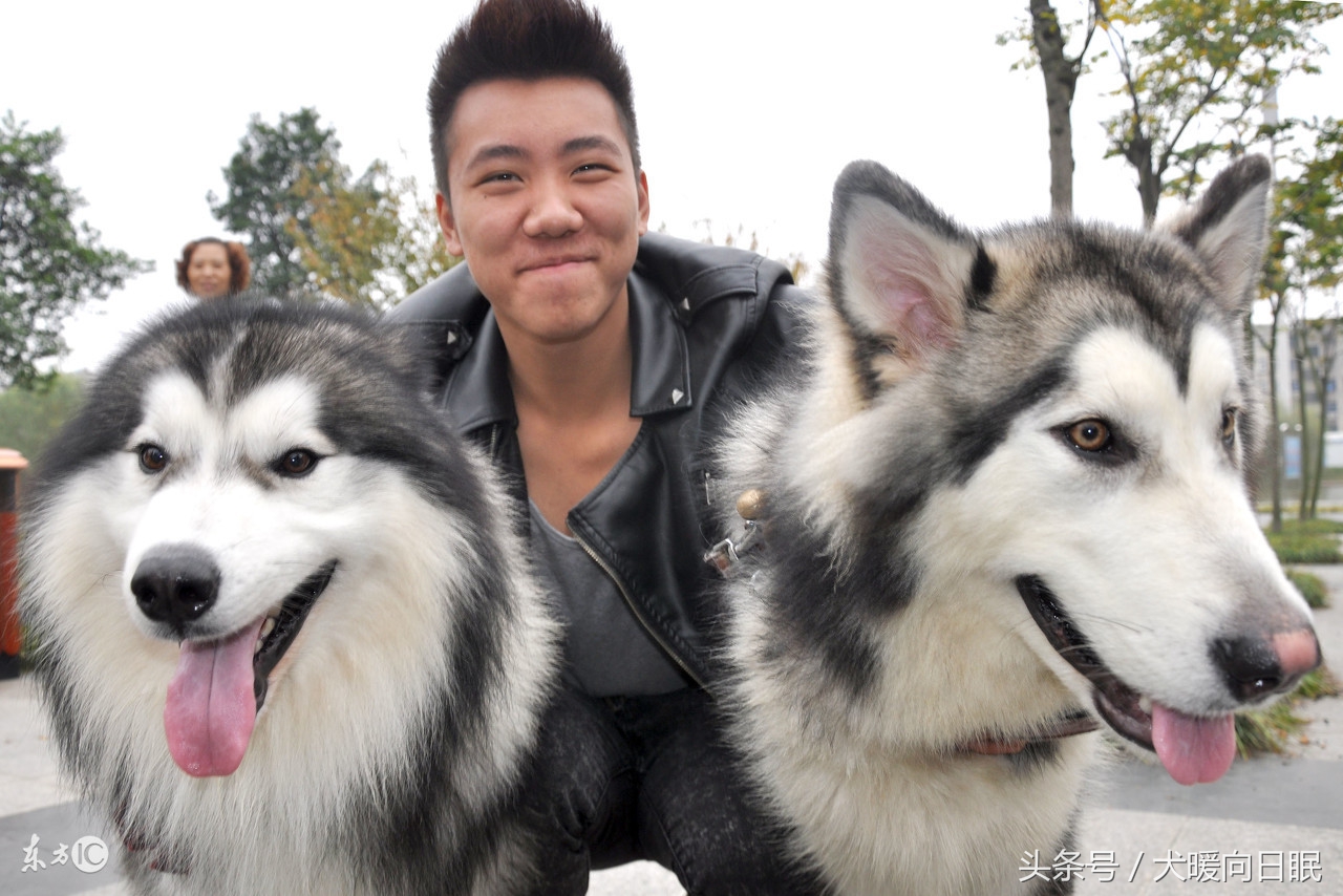 铲屎官比较想知道的狗狗问题,作为一个铲屎官你有这样的想法吗