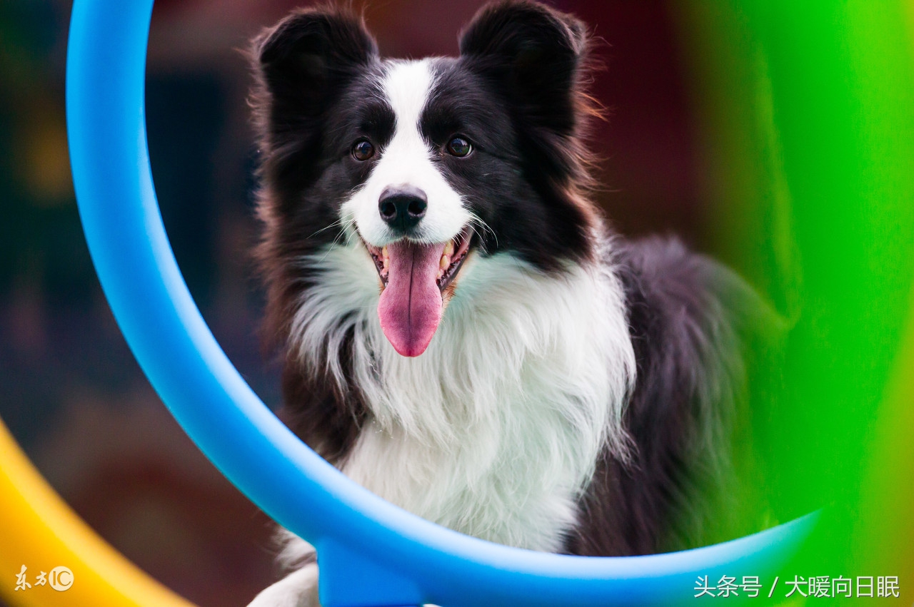 铲屎官比较想知道的狗狗问题,作为一个铲屎官你有这样的想法吗