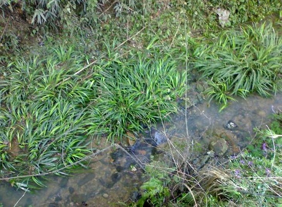 农村小溪边的石菖蒲,野外小溪边石菖蒲能用作种苗吗