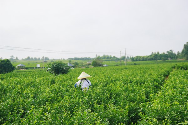 横县茉莉花之乡中华茉莉园,欢迎来到广西横县茉莉花之乡