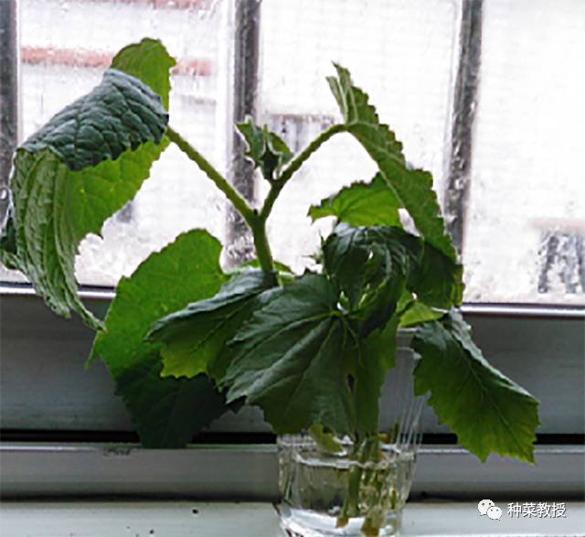 阳台种蔬菜烂根小妙招,阳台无土栽培的黄瓜