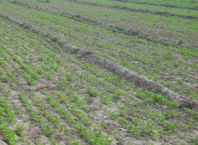 中药牛膝种植时间和方法,种植中药材牛膝技术视频