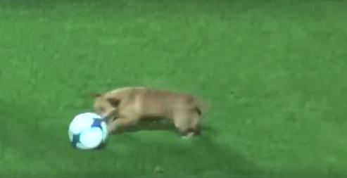 足球比赛小狗挡球,足球联赛狗狗抢球