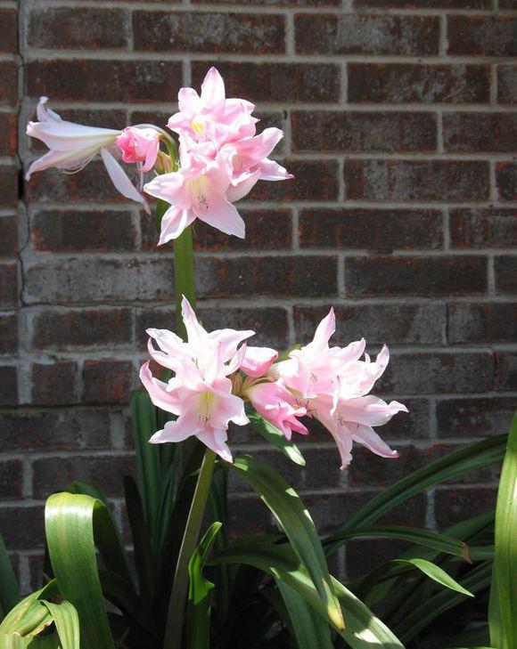 买花时注意2点预防被骗,去花市买花需要注意什么