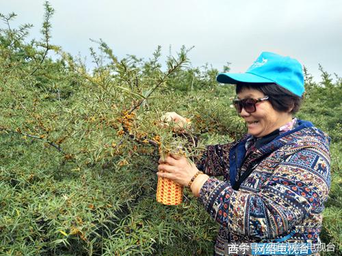 异乡客云南,异乡客西藏